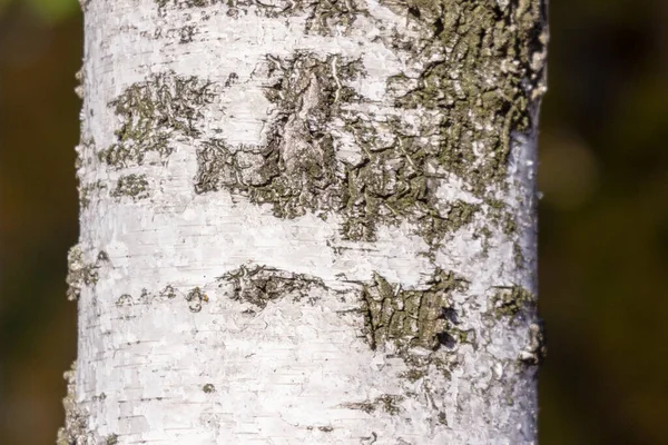 背景に公園内の古い白樺の木の樹皮の質感 — ストック写真