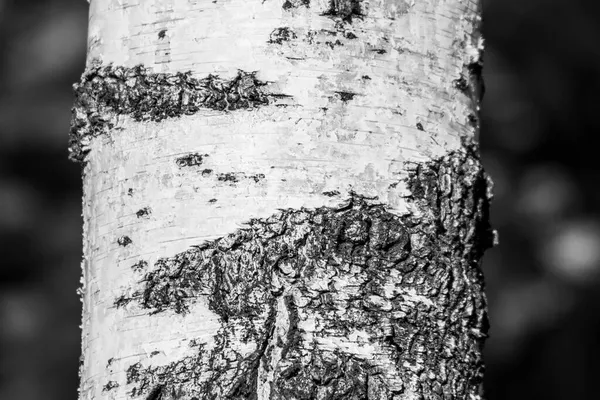 Öreg Nyírfa Kéreg Textúrája Parkban Háttérnek — Stock Fotó