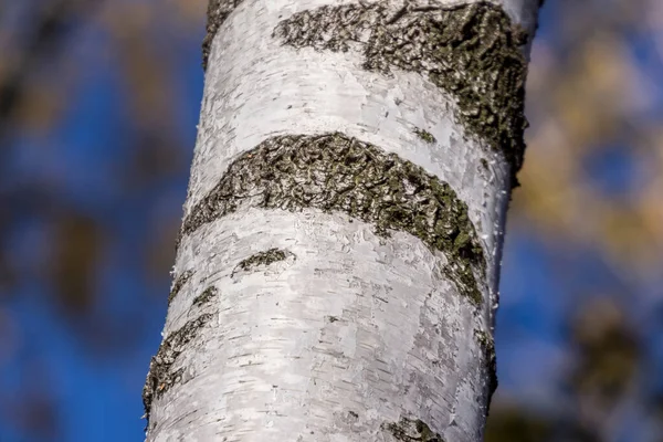 公园里老桦树的树皮质感背景 — 图库照片