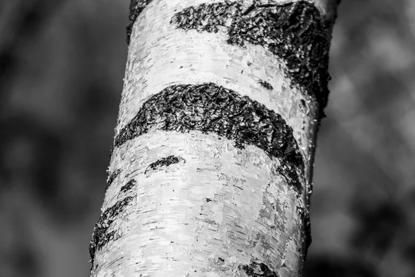 공원내에서 배경이 자작나무 — 스톡 사진