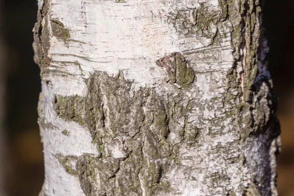 Struttura Della Corteccia Betulla Vecchia Nel Parco Sfondi — Foto Stock