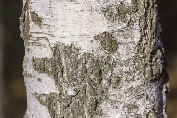 공원내에서 배경이 자작나무 — 스톡 사진