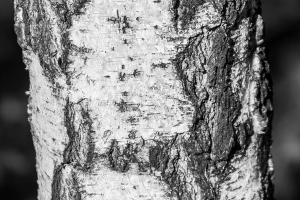 Bark Texture Old Birch Tree Park Backgrounds — Stock Photo, Image