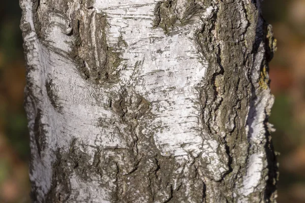 Bark Texture Old Birch Tree Park Backgrounds — Stock Photo, Image