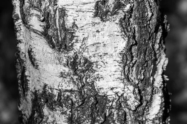 Kora Tekstury Starego Brzozy Parku Tle — Zdjęcie stockowe
