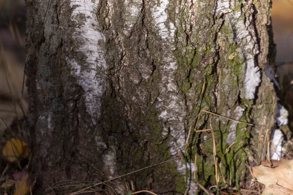 Schors Textuur Van Oude Berkenboom Het Park Voor Achtergronden — Stockfoto