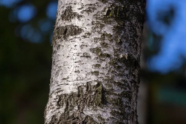 公园里老桦树的树皮质感背景 — 图库照片