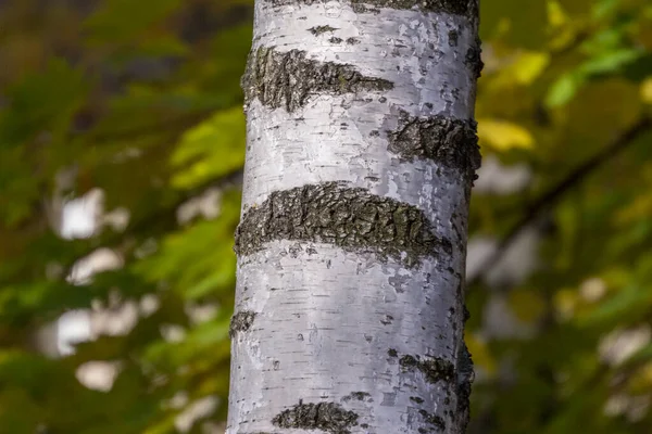 Öreg Nyírfa Kéreg Textúrája Parkban Háttérnek — Stock Fotó