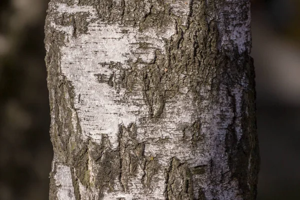 Кора Текстура Старої Берези Парку Фону — стокове фото