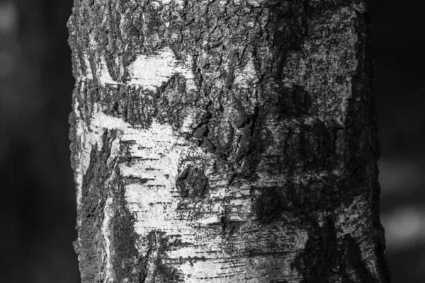 Bark Texture Old Birch Tree Park Backgrounds — Stock Photo, Image