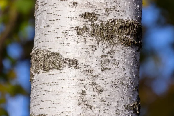 背景に公園内の古い白樺の木の樹皮の質感 — ストック写真