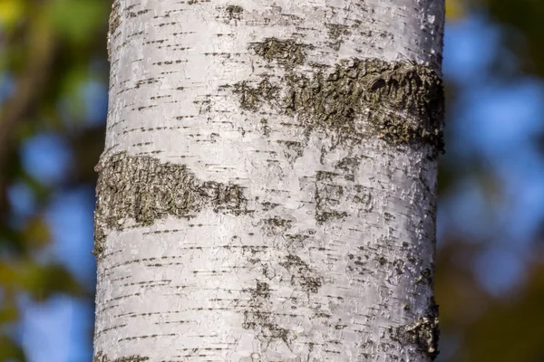 背景に公園内の古い白樺の木の樹皮の質感 — ストック写真