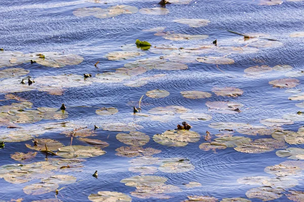 Tekstur Gelombang Selama Badai Danau — Stok Foto