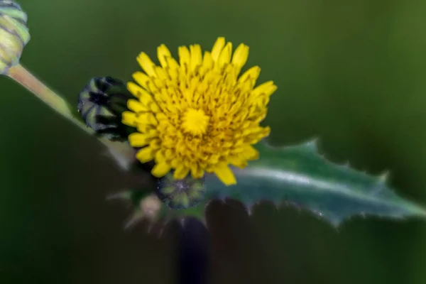 Осінь Жовта Квітка Кульбаби Жовтні — стокове фото