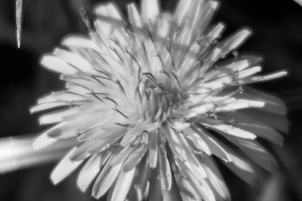 Autumn Yellow Dandelion Flower October — Stock Photo, Image