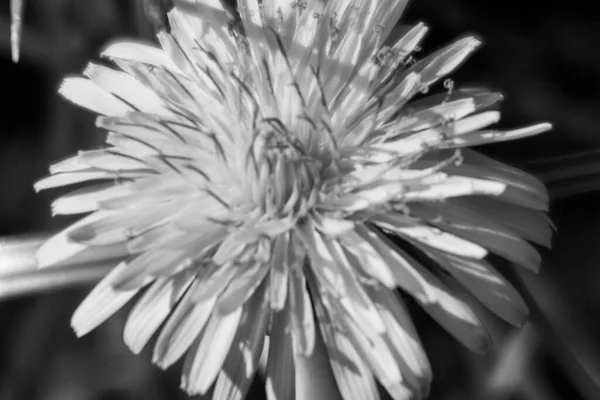 Fleur Pissenlit Jaune Automne Octobre — Photo