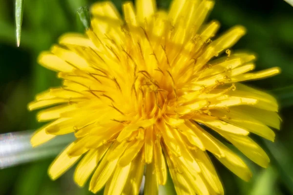 Hösten Gul Maskros Blomma Oktober — Stockfoto