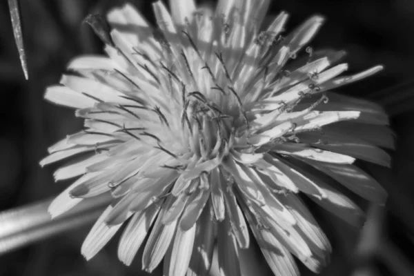 Autumn Yellow Dandelion Flower October — Stock Photo, Image