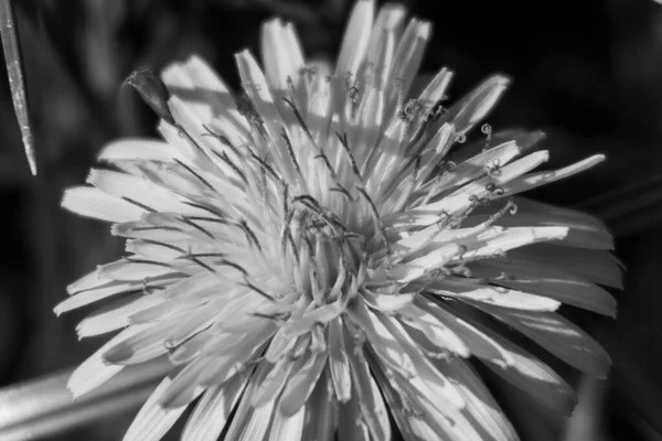 Fleur Pissenlit Jaune Automne Octobre — Photo