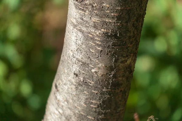 Textura Corteza Árbol Viejo Parque Para Fondos — Foto de Stock