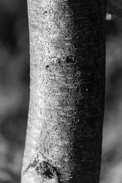 公园里一棵老树树皮的树状结构 — 图库照片