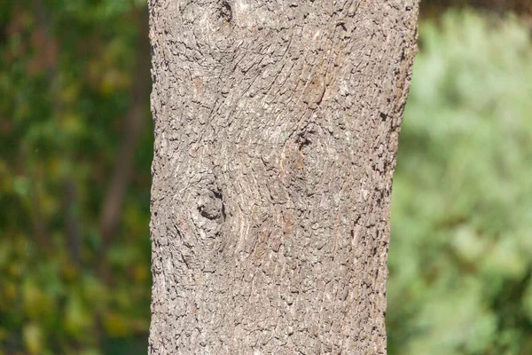 Tekstura Kory Starego Drzewa Parku Tle — Zdjęcie stockowe