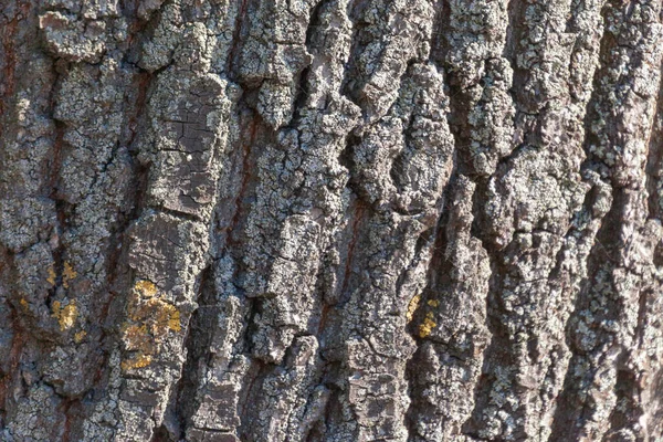 Textur Der Rinde Eines Alten Baumes Park Für Hintergründe — Stockfoto