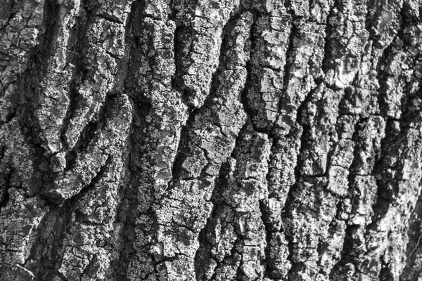Υφή Του Φλοιού Ενός Παλιού Δέντρου Στο Πάρκο Για Υπόβαθρα — Φωτογραφία Αρχείου