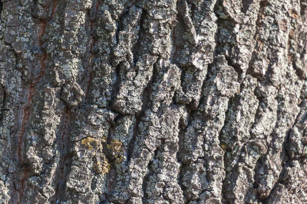 Texture Della Corteccia Vecchio Albero Nel Parco Sfondi — Foto Stock