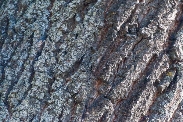 Texture Della Corteccia Vecchio Albero Nel Parco Sfondi — Foto Stock