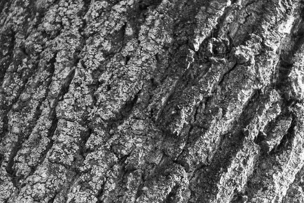 Texture Écorce Vieil Arbre Dans Parc Pour Milieux — Photo