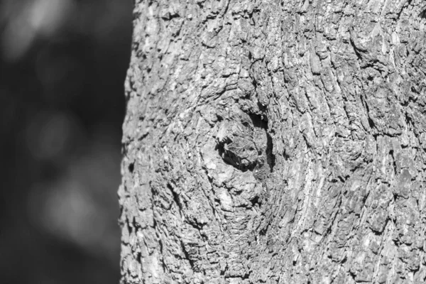 Textura Casca Uma Árvore Velha Parque Para Fundos — Fotografia de Stock