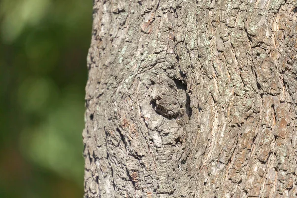 Arka Plan Için Parktaki Yaşlı Bir Ağacın Kabuğunun Dokusu — Stok fotoğraf