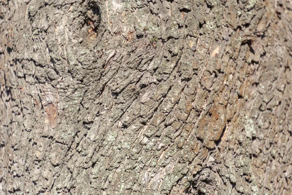 公園内の古い木の樹皮の質感を背景に — ストック写真