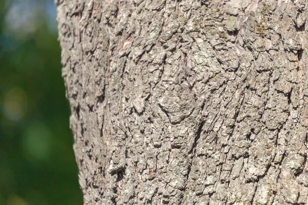 Tekstura Kory Starego Drzewa Parku Tle — Zdjęcie stockowe