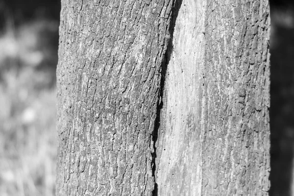 Textura Casca Uma Árvore Velha Parque Para Fundos — Fotografia de Stock