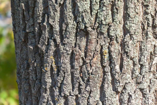 Текстура Кори Старого Дерева Парку Фону — стокове фото