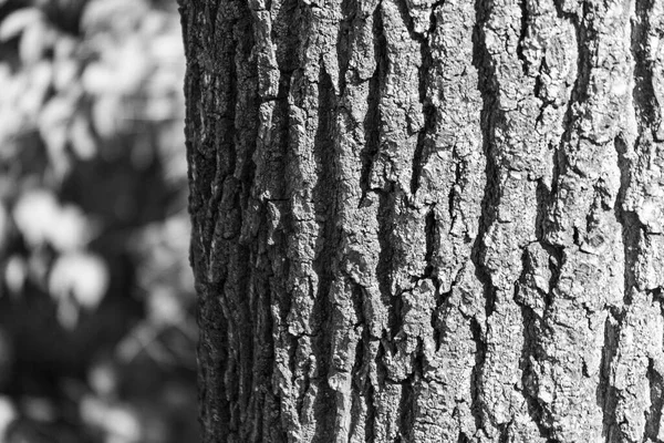 Texture Bark Old Tree Park Backgrounds — Stock Photo, Image