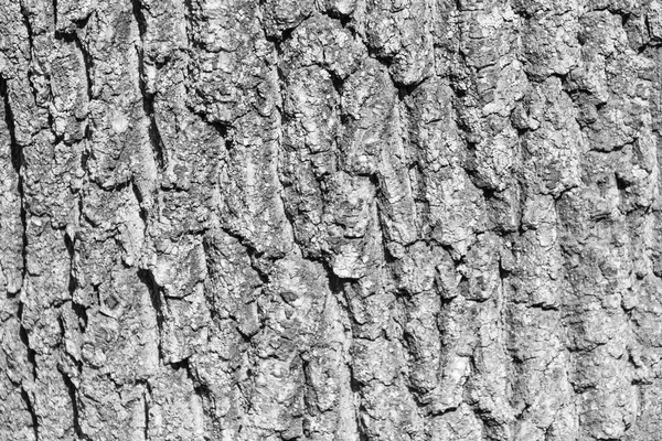 Texture Bark Old Tree Park Backgrounds — Stock Photo, Image