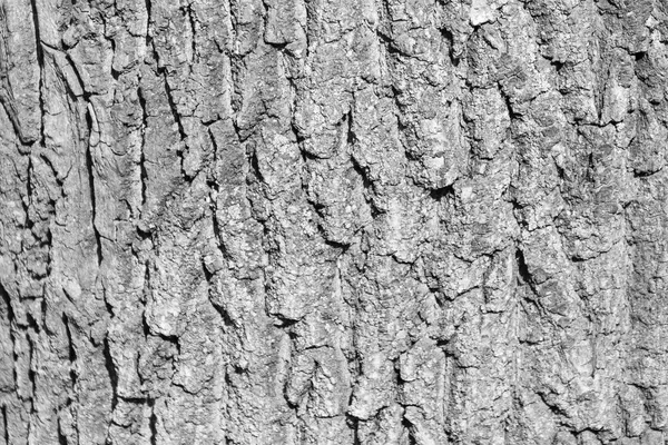 Texture Bark Old Tree Park Backgrounds — Stock Photo, Image