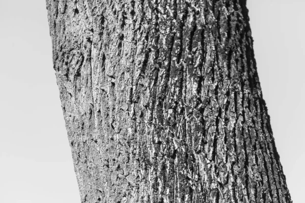 Texture Bark Old Tree Park Backgrounds — Stock Photo, Image