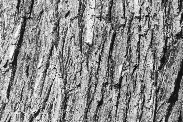 Texture Écorce Vieil Arbre Dans Parc Pour Milieux — Photo