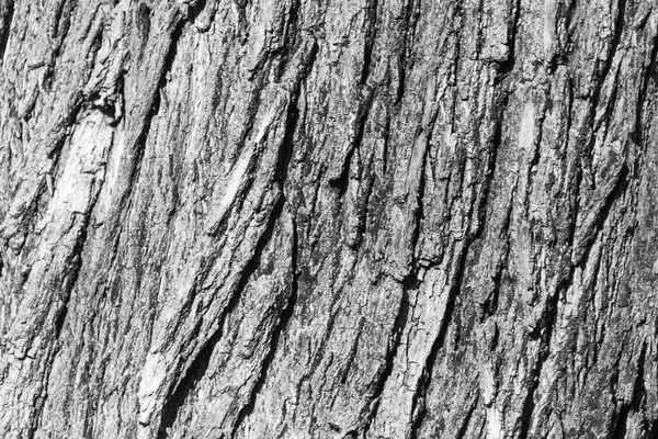 Textur Der Rinde Eines Alten Baumes Park Für Hintergründe — Stockfoto