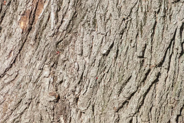 Textura Corteza Árbol Viejo Parque Para Fondos — Foto de Stock