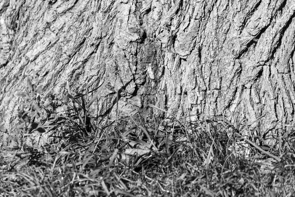 Textur Der Rinde Eines Alten Baumes Park Für Hintergründe — Stockfoto