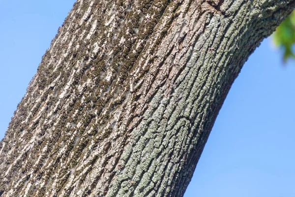 公園内の古い木の樹皮の質感を背景に — ストック写真