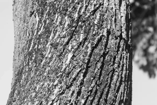 공원에 배경을 나무의 껍질을 조각하는 — 스톡 사진