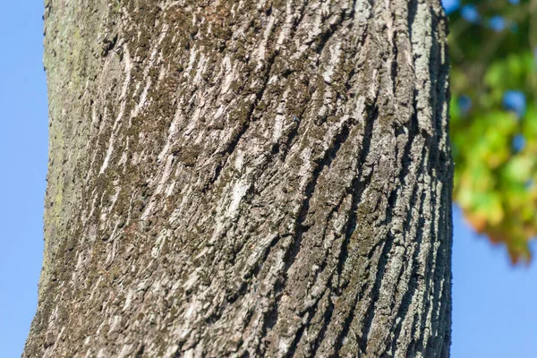 Textuur Van Schors Van Een Oude Boom Het Park Voor — Stockfoto