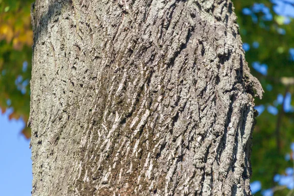 Textur Barken Ett Gammalt Träd Parken För Bakgrunder — Stockfoto