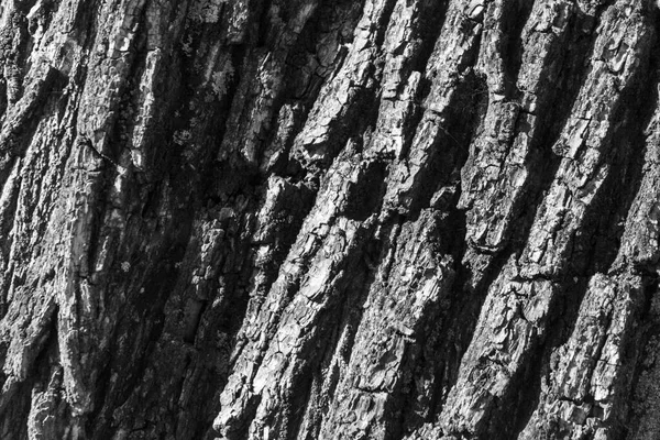 Textura Casca Uma Árvore Velha Parque Para Fundos — Fotografia de Stock